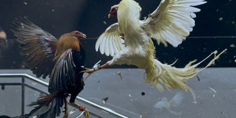 A very simple guide to participating in the live cockfighting arena