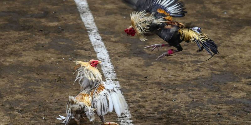 Top-tier live cockfighting tips to ensure big wins