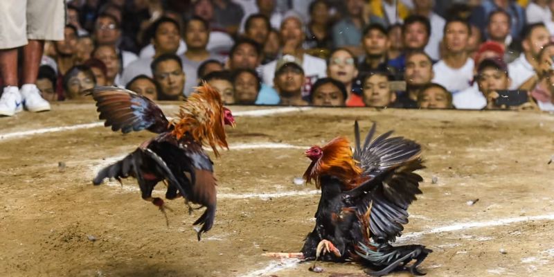 Choose suitable live cockfighting betting odds