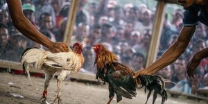 Live Cockfighting - Experience Super Ultimate Cockfighting Betting